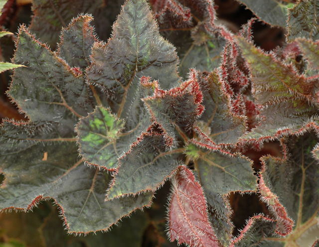 B. ‘Jeannine Lucas’